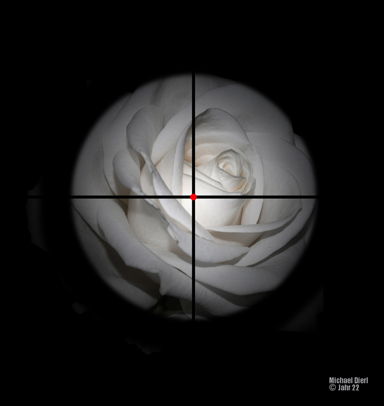 Die Weiße Rose